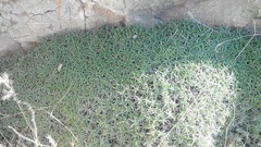 Acantholimon