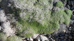 Acantholimon