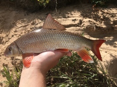 Moxostoma macrolepidotum