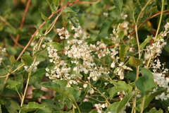 Fallopia baldschuanica