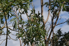 Salix viminalis
