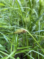 Carex hirta