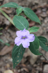 Ruellia harveyana