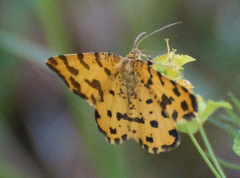 Pseudopanthera macularia