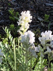 Oxytropis sericea
