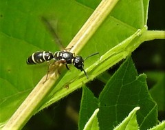 Parancistrocerus pedestris