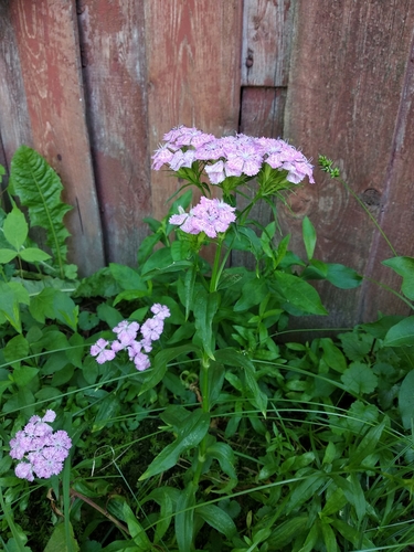 Dianthus barbatus