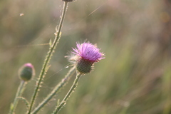 Carduus hamulosus
