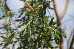 Salix viminalis