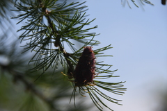 Larix sibirica