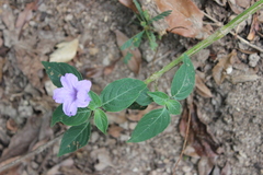 Ruellia harveyana