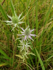 Eryngium hookeri