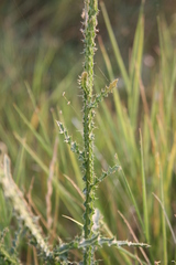 Carduus hamulosus