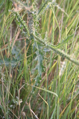 Carduus hamulosus