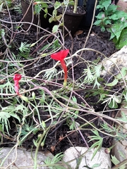 Ipomoea × multifida