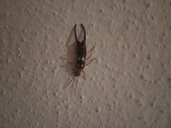 Forficula smyrnensis