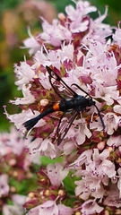 Synanthedon myopaeformis