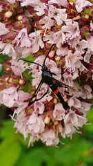 Synanthedon myopaeformis