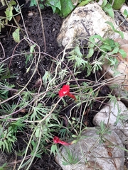 Ipomoea × multifida