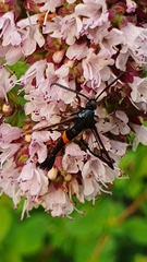 Synanthedon myopaeformis