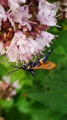 Synanthedon myopaeformis