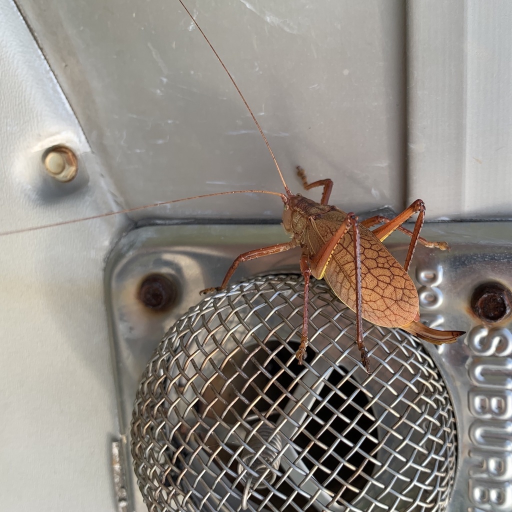 Central Texas Leaf-Katydid