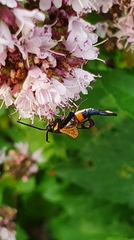 Synanthedon myopaeformis