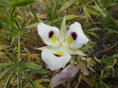 Calochortus eurycarpus