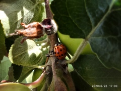 Harmonia axyridis