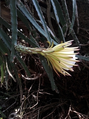 Selenicereus costaricensis