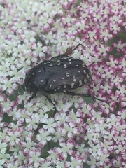 Oxythyrea funesta