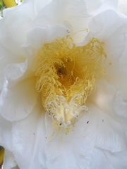 Selenicereus costaricensis