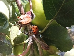 Harmonia axyridis