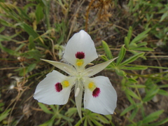Calochortus eurycarpus