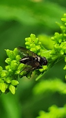 Rhinophoridae