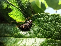 Coccinellidae