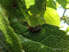 Coccinellidae