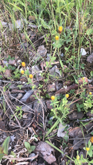 Trifolium spadiceum