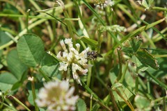 Calliopsis andreniformis
