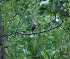 Coccothraustes coccothraustes