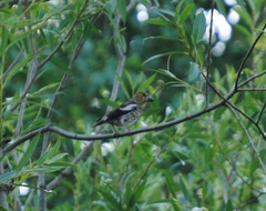 Coccothraustes coccothraustes