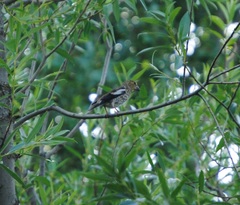 Coccothraustes coccothraustes