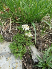 Achillea erba-rotta