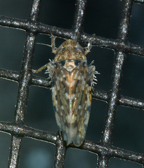Xestocephalus tessellatus