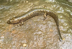 Desmognathus marmoratus
