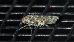 Xestocephalus tessellatus