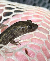 Desmognathus marmoratus