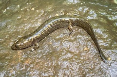 Desmognathus marmoratus