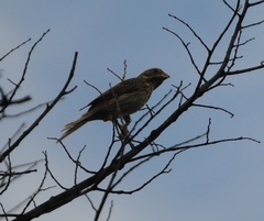 Emberiza calandra
