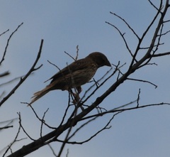 Emberiza calandra